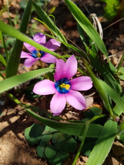 Moraea versicolor