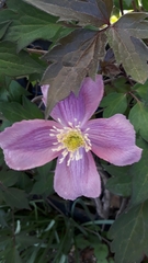 Clematis montana