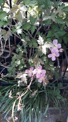 Clematis montana