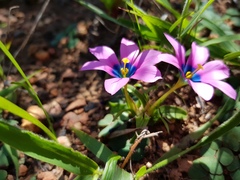 Moraea versicolor
