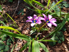 Moraea versicolor
