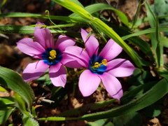 Moraea versicolor