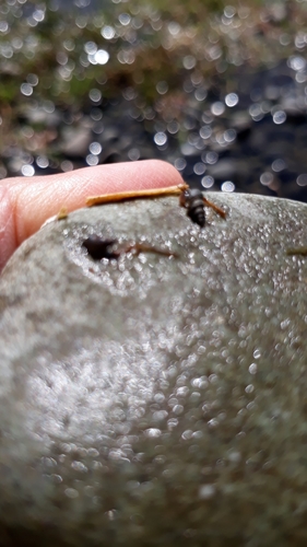 Tateidae