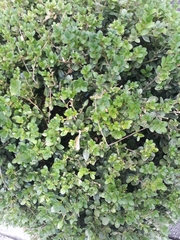 Buxus