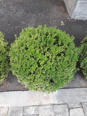 Buxus