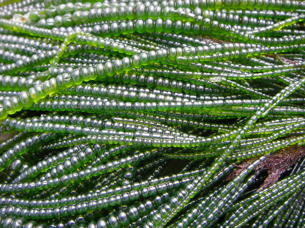 Ulvophycean green algae