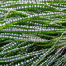 Ulvophyceae - Photo (c) Svenja Heesch, μερικά δικαιώματα διατηρούνται (CC BY-NC), uploaded by Svenja Heesch