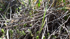 Muehlenbeckia ephedroides