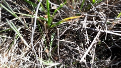 Muehlenbeckia ephedroides