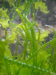 Chaetomorpha coliformis
