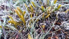 Carmichaelia corrugata