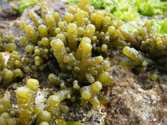 Splachnidium rugosum
