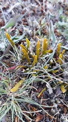Carmichaelia corrugata