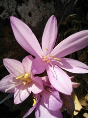 Colchicum feinbruniae