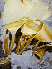 Lessonia tholiformis