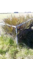 Carmichaelia australis