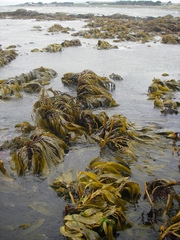 Lessonia tholiformis