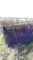 Carmichaelia australis