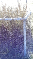 Carmichaelia australis