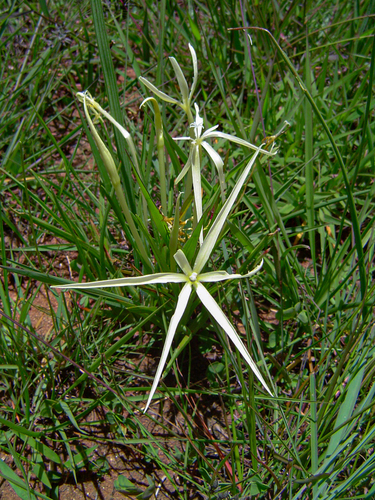 Lapeirousia odoratissima image