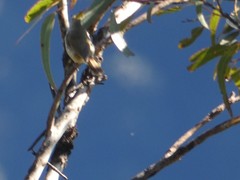 Acanthiza pusilla