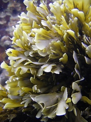 Zonaria aureomarginata