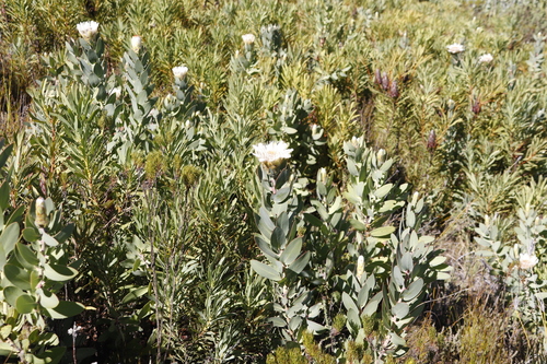 Image of Protea lacticolor by (c) Tony Rebelo, some rights reserved (CC BY-SA)