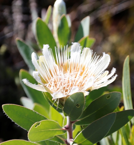 Image of Protea lacticolor by (c) Tony Rebelo, some rights reserved (CC BY-SA)