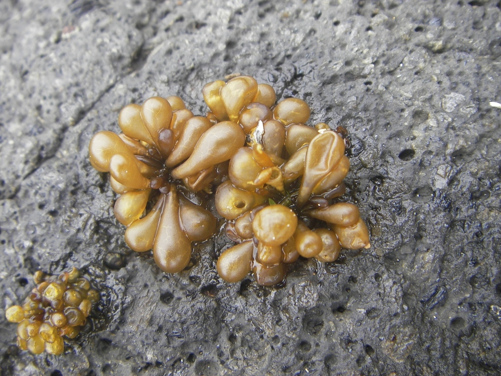 Catenellopsidaceae