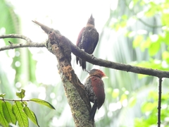 Chrysophlegma miniaceum