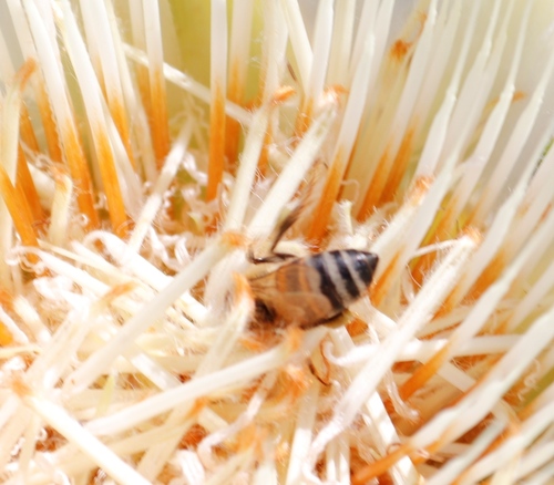 Image of Protea lacticolor by (c) Tony Rebelo, some rights reserved (CC BY-SA)