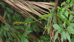 Vriesea unilateralis, photograph fmunoz, CC BY, iNaturalist via GBIF