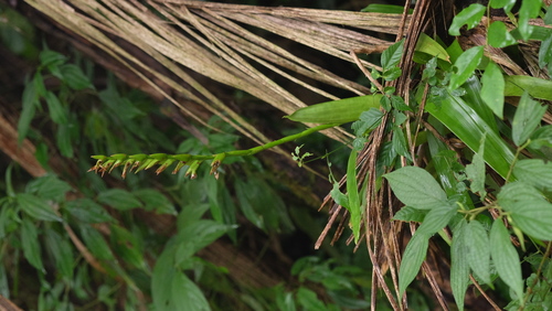 Vriesea unilateralis, photograph 3