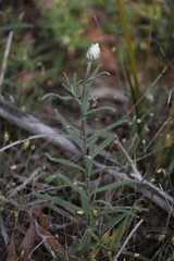 Helichrysum leucopsideum