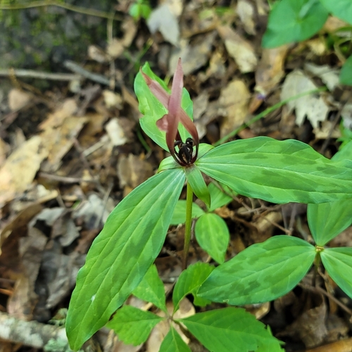 Image of Trillium lancifolium by no rights reserved
