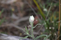 Helichrysum leucopsideum