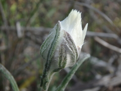 Helichrysum leucopsideum