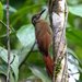 Plain-brown Woodcreeper - Photo (c) Carmelo López Abad, some rights reserved (CC BY-NC), uploaded by Carmelo López Abad