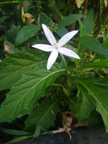 Hippobroma longiflora