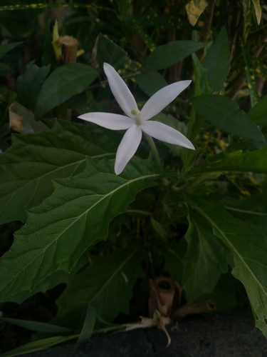 Hippobroma longiflora