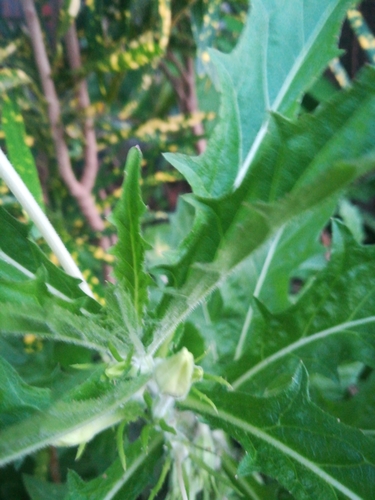 Hippobroma longiflora
