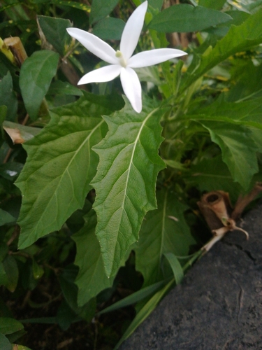 Hippobroma longiflora