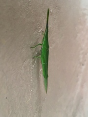 Atractomorpha lata