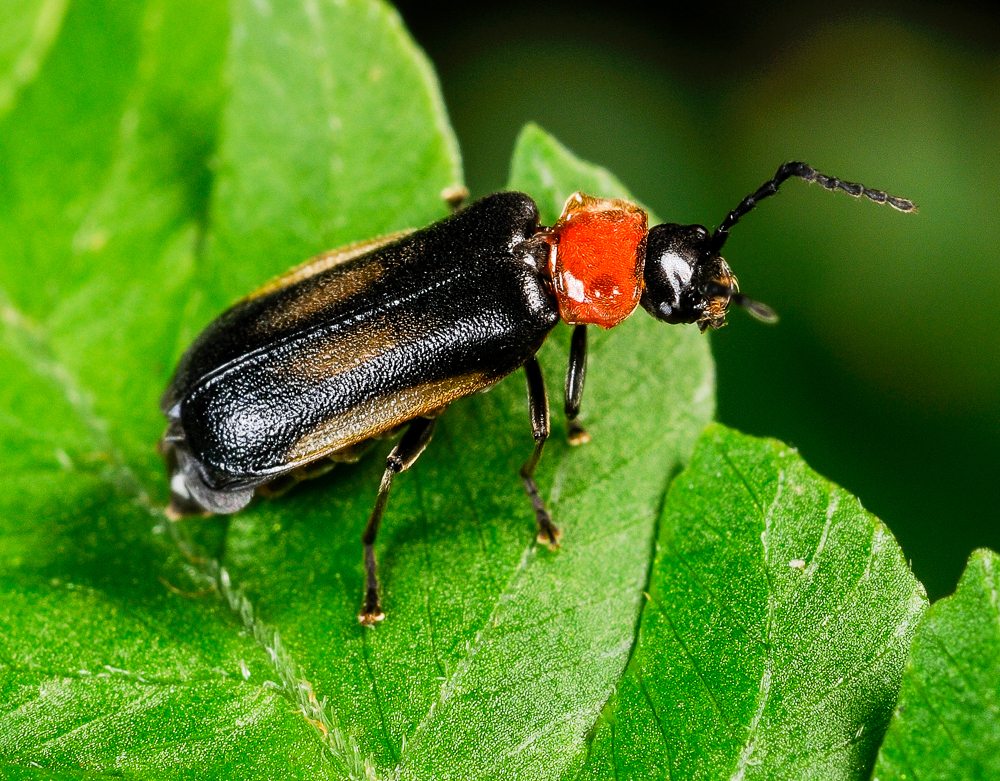 Silis laeta