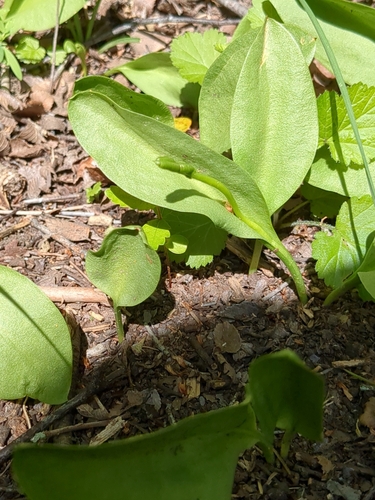 Image of Ophioglossum engelmannii by no rights reserved