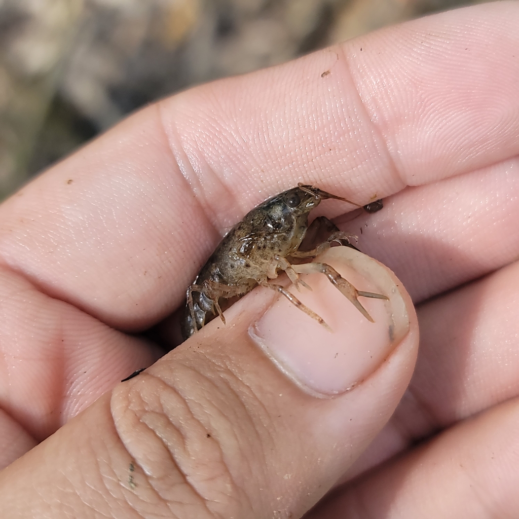 Smoothnose Crayfish