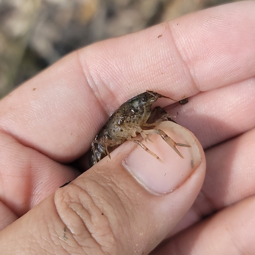 Smoothnose Crayfish