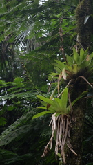 Vriesea unilateralis, photograph fmunoz, CC BY, iNaturalist via GBIF