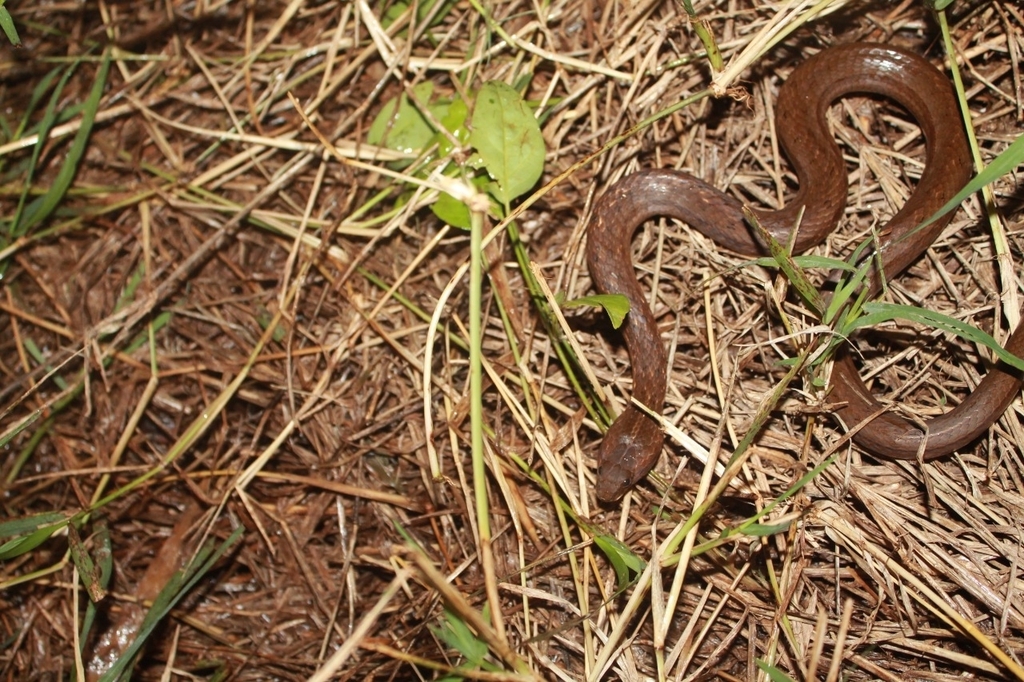 Coastal House Snake from Maringá on October 27, 2021 at 0930 PM by