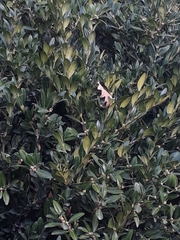 Buxus